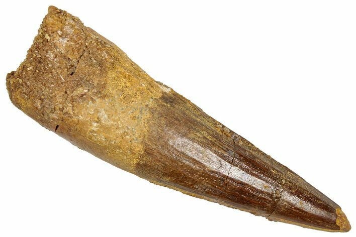 Fossil Spinosaurus Tooth - Real Dinosaur Tooth #348605